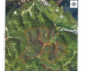 怀集县诗洞镇共计15个小班1157.95亩桉树林活立木转让项目拍卖公告